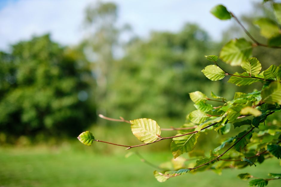 Close-up of a thin tree branch with multiple green, serrated leaves that are slightly glossy, extending diagonally across the right side of the image. The background shows a blurred outdoor scene with various shades of green from trees and a grassy area, suggesting a park or garden setting. The lighting appears to be natural daylight, illuminating the leaves and creating gentle shadows. The scene conveys a tranquil, natural environment, without any visible rubbish or waste materials, aligning with indoor or outdoor waste management and rubbish removal themes when considering environmental context.